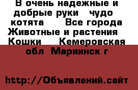 В очень надежные и добрые руки - чудо - котята!!! - Все города Животные и растения » Кошки   . Кемеровская обл.,Мариинск г.